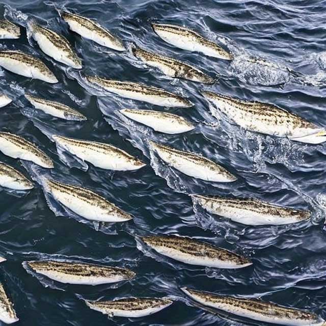 what is loss of biodiversity marine loss