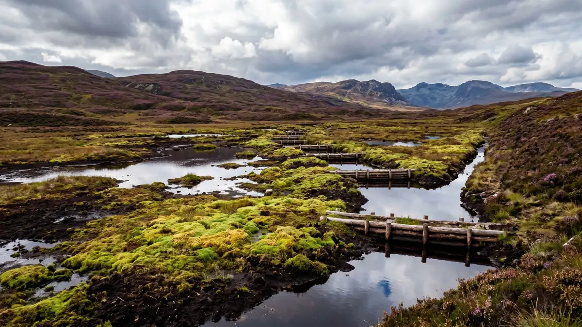 Active peatland restoration in the Scottish Highlands with sphagnum moss regenerating in bright green patches and wooden dams blocking drainage ditches surrounded by heather-covered hills