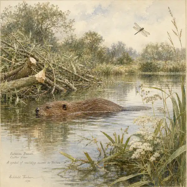 Watercolour study of a Eurasian beaver gliding across a still pond it has dammed, with willow branches and a dragonfly — symbol of UK rewilding success after Defra's February 2025 wild beaver release policy.