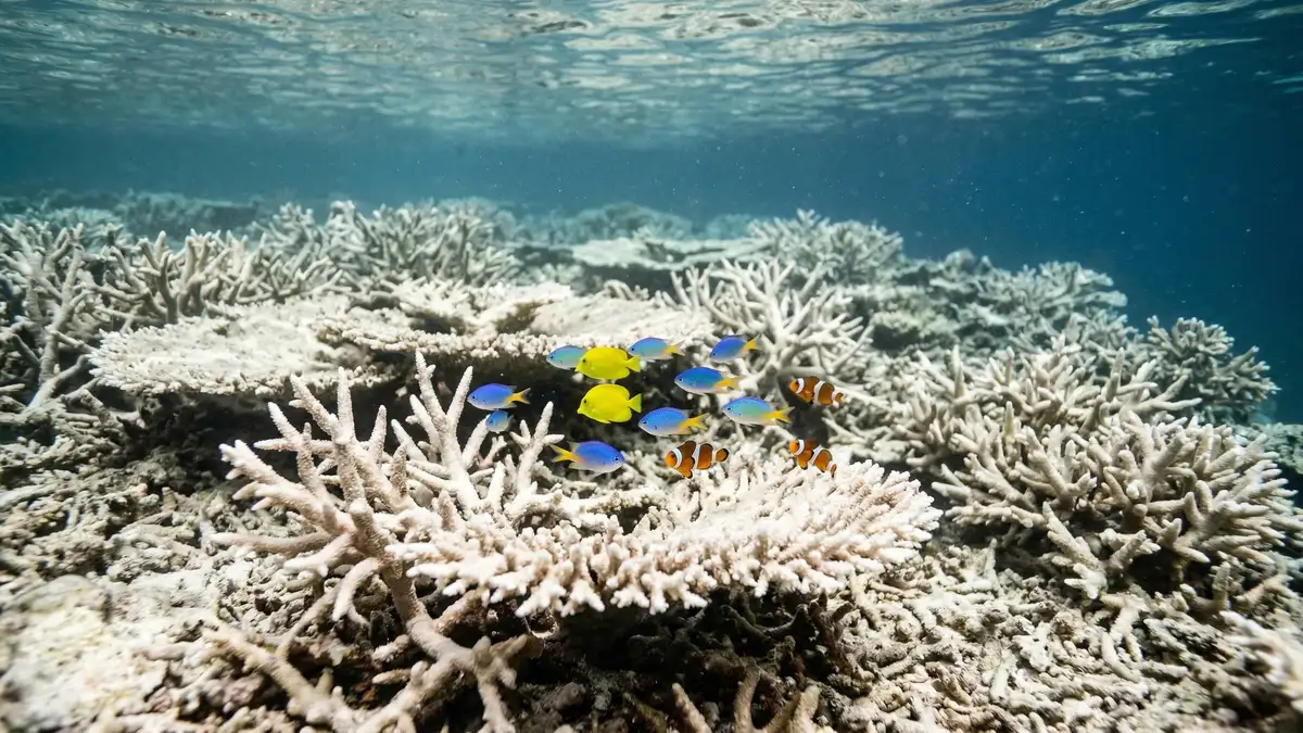 Bleached coral reef underwater showing the devastating effects of ocean warming on marine biodiversity with surviving fish swimming among pale dead coral structures