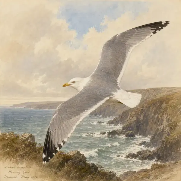 Victorian watercolour of a herring gull in flight over rocky British coastline with grey wings spread wide and black wingtips visible against breaking waves