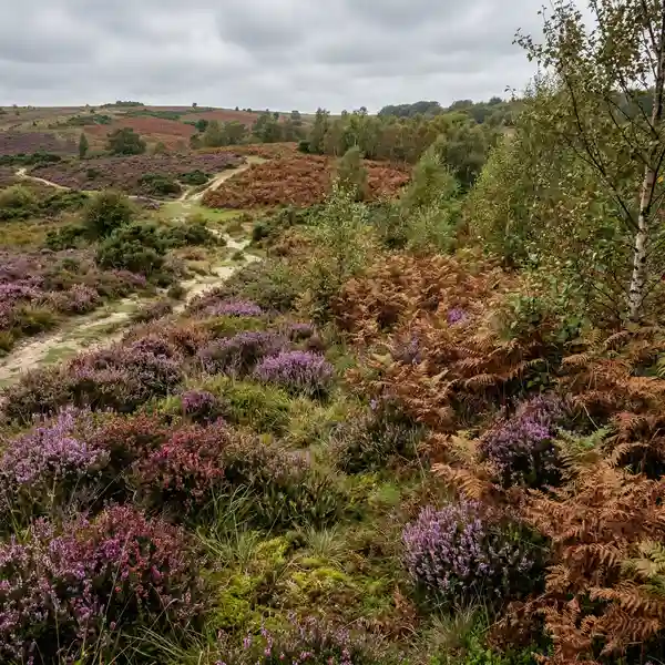 Degraded lowland heathland with encroaching bracken and birch scrub showing habitat loss in southern England